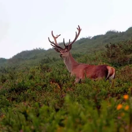 La Riguera De Ginio *