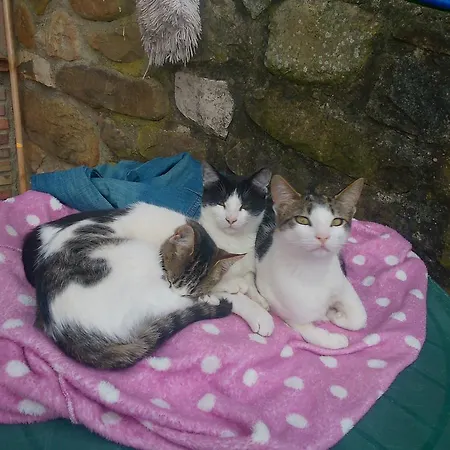 La Riguera De Ginio Ucieda