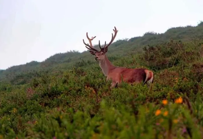 La Riguera De Ginio *
