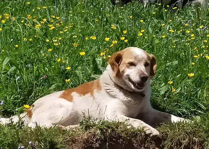 La Riguera De Ginio Apartment Ucieda