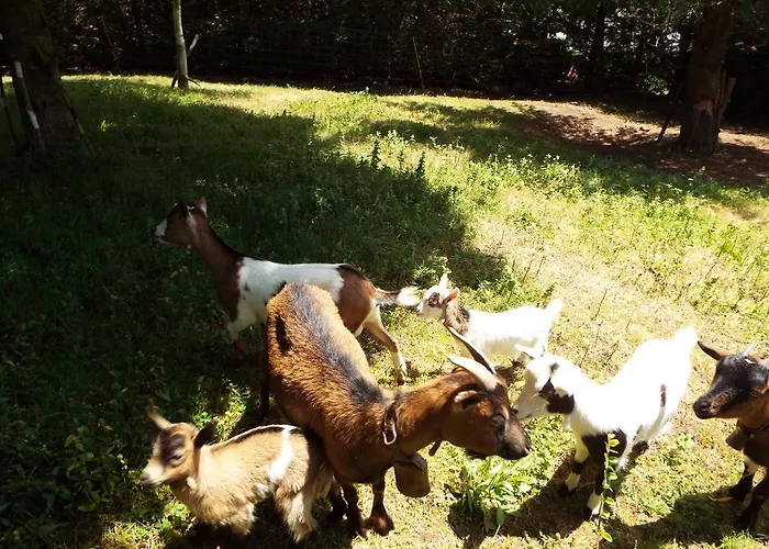 Apartment La Riguera De Ginio *